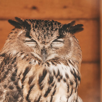 Image of night owl for Norse practice of how to sleep better and cure insomnia