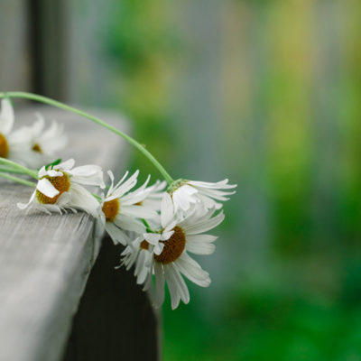 daisies