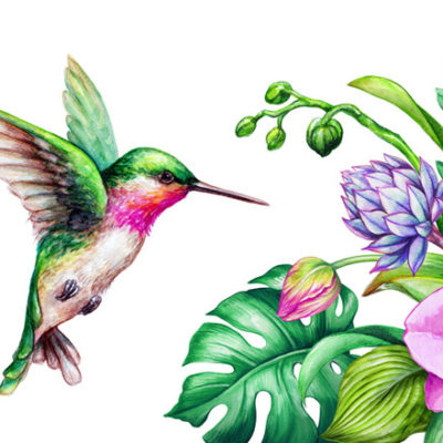 watercolor of hummingbird