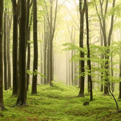 Spring forest of beech trees