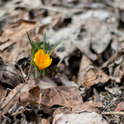 spring crocus