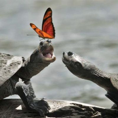 A butterfly lands on a turtle