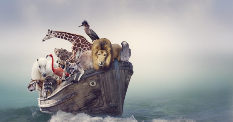 Where Did All the Poop on Noah's Ark Go? | Spirituality & Health Where Did All the Poop on Noah's Ark Go? | Spirituality & Health