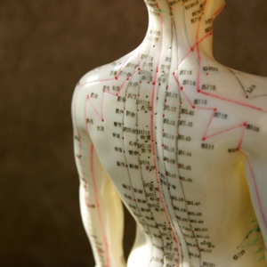 Chinese Traditional Medicine acupuncture model