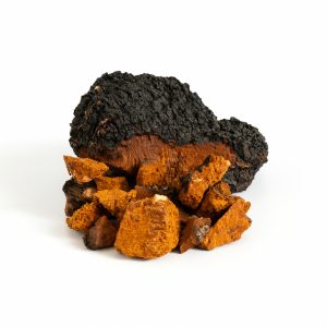 Chaga Mushroom Cancer Healer Herb