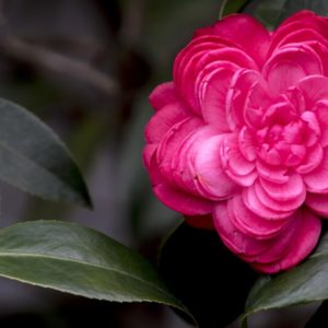 Bright pink flower in bloom