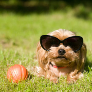 A dog wears sunglasses