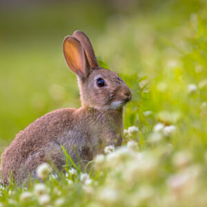 bunny in grass spiritual meaning of easter