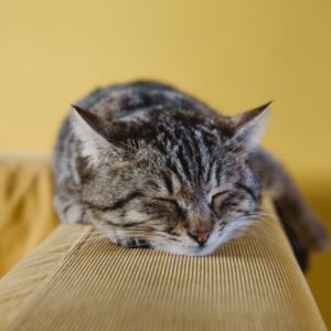 A sleeping cat