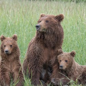 Three bears in a field