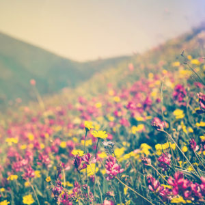 wildflower field