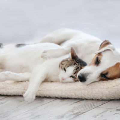 A dog and cat snuggle