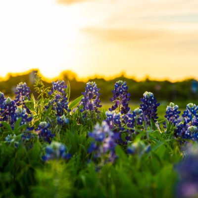 Flowers in a field at sunset