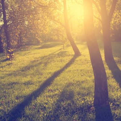 Light coming through trees