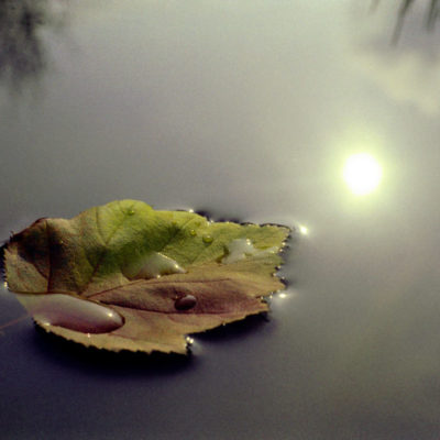 Leaf floating on water illustrates meditation practices