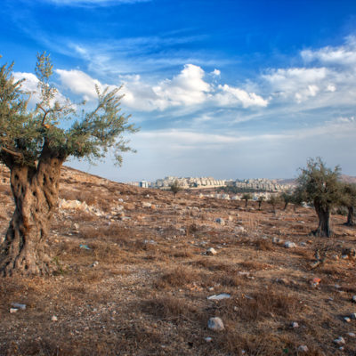 Olive trees in Israel