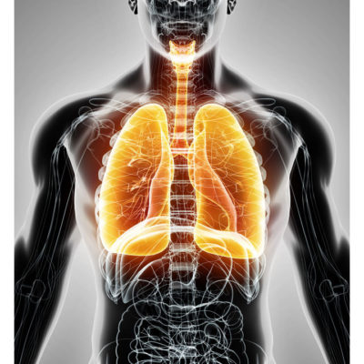 Diagram showing respiratory systems