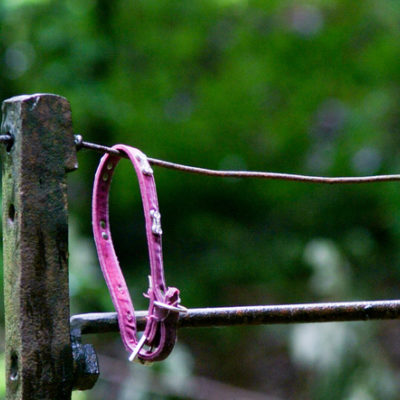 Pink pet collar empty on fence