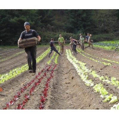 People tending soil and plants on organic farm