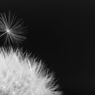 Dandelion blowball