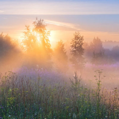 sun filtering through field