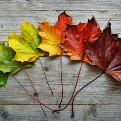 fall leaves changing during scorpio season