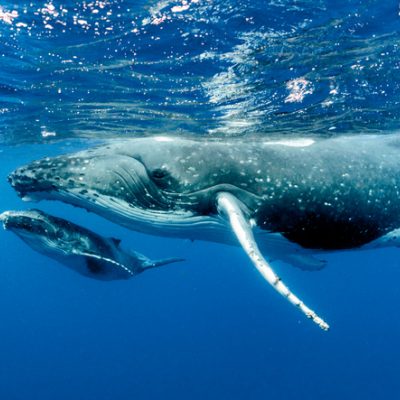 hump back whales swimming attachment distress