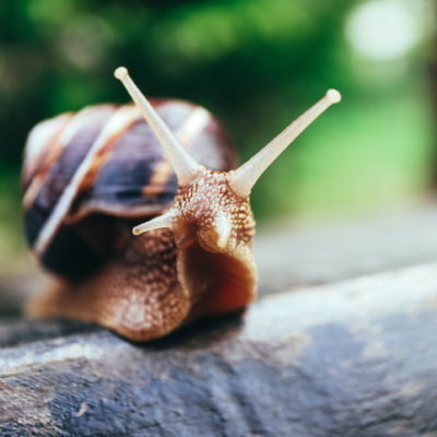 One snail on the natural background, macro view. Big beautiful helix with spiral shell.