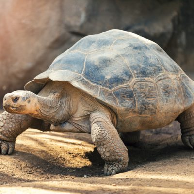 Large brown tortoise in dirt