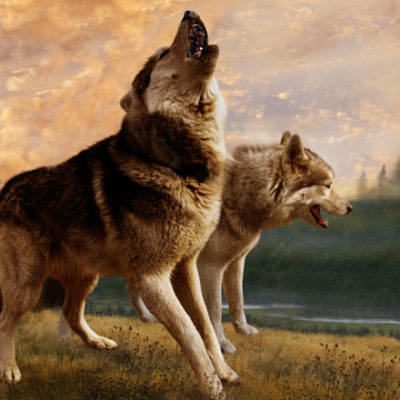 two wolves