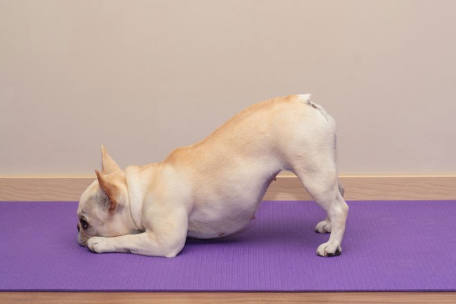 why is it called downward facing dog