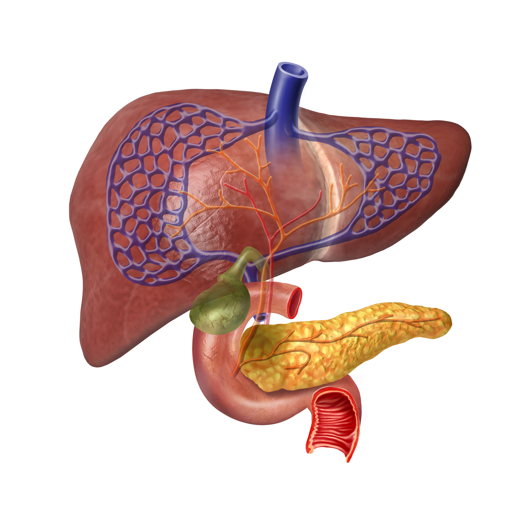 Liver system