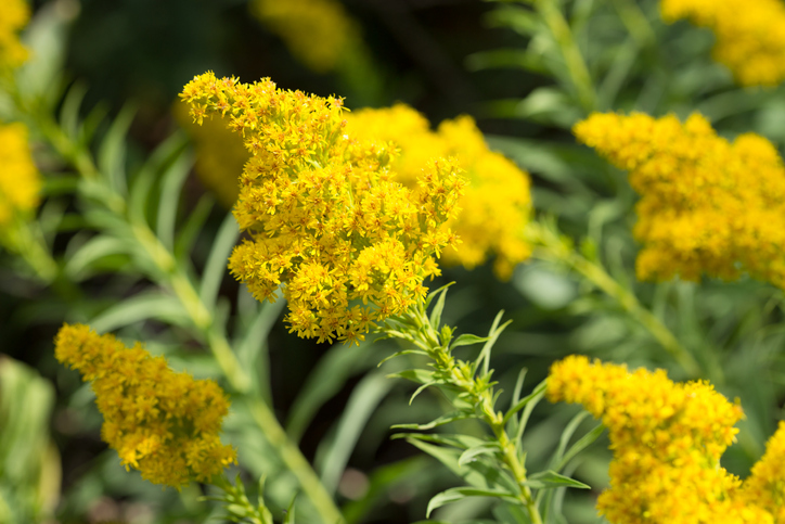 Goldenrod