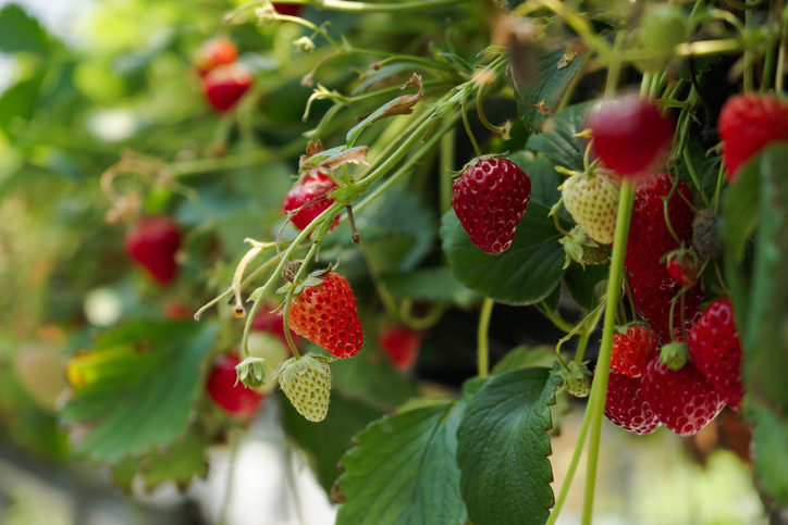 Strawberry plant