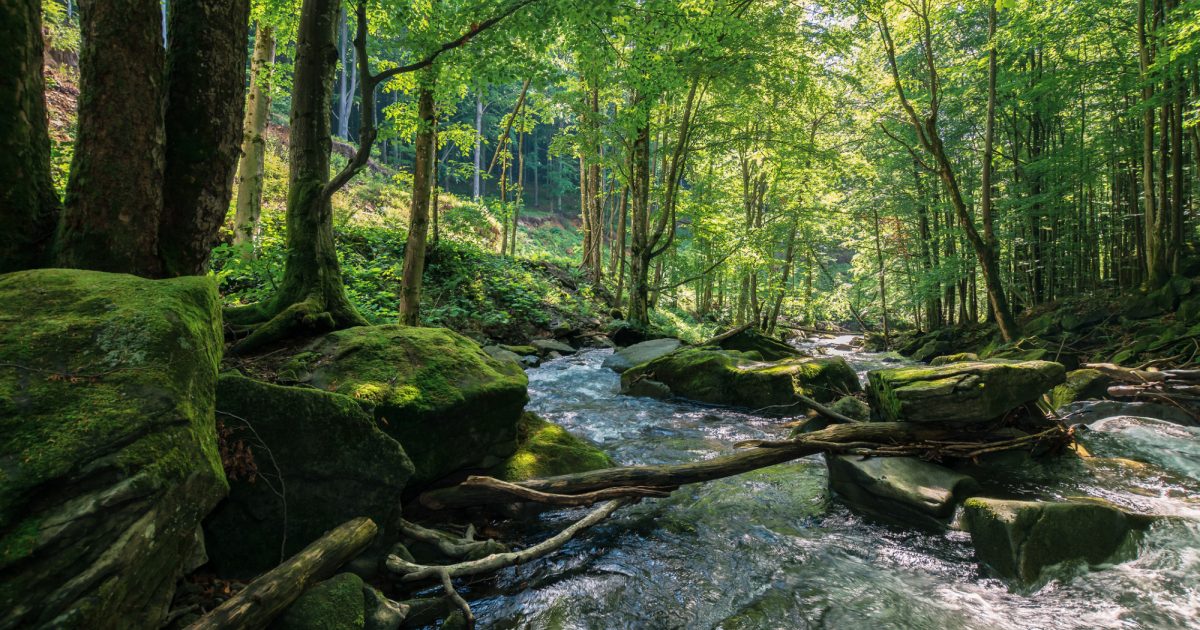 ايموجي مناظر طبيعية  - صفحة 2 Pando-trees-universal-oneness-connectedness