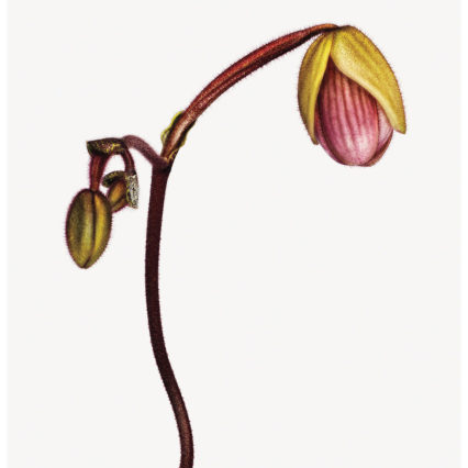 0014 Fea Tutu Paphiopedilum Credit Andrew Zuckerman Xts