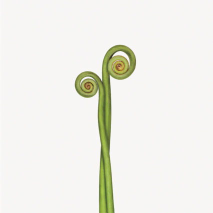 0015 Fea Tutu Fiddlehead Credit Andrew Zuckerman Xts