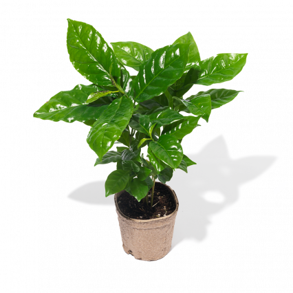 8 Coffee Plant