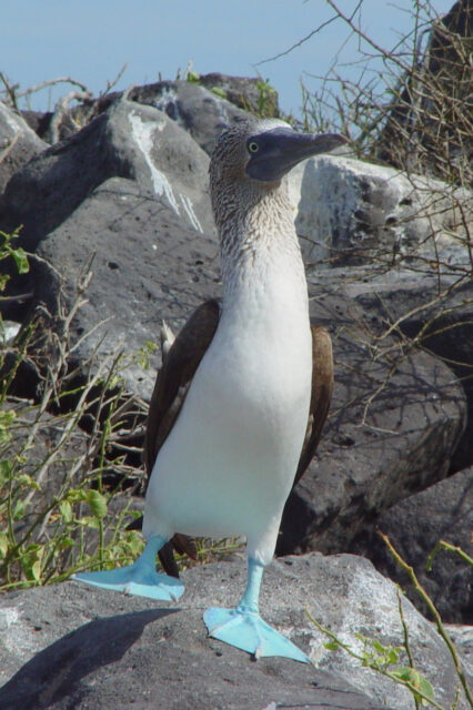 Blue footed Booby