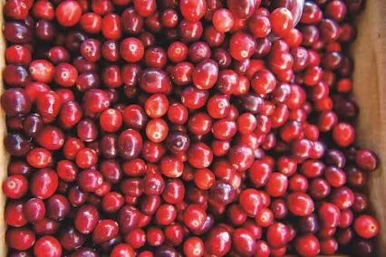 Cranberries