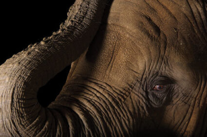 Credit Joel Sartore3