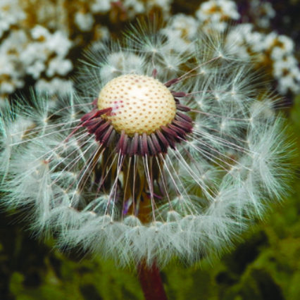 Dandelion Seed Deana Holbova