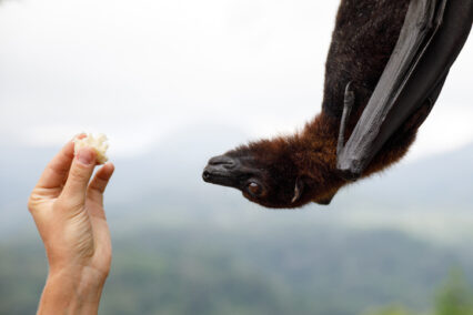 Flying Fox Hanging On Tree Eating Banana