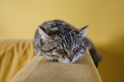 Kitten sleeping on yellow sofa arm