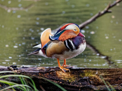 Male Duck Wood Drake