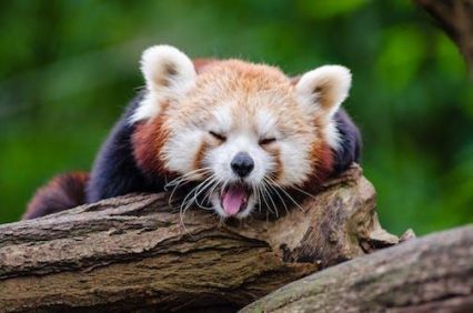 Red panda sleep