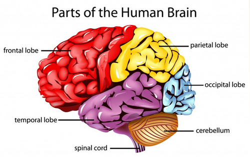 Human+Brain.png
