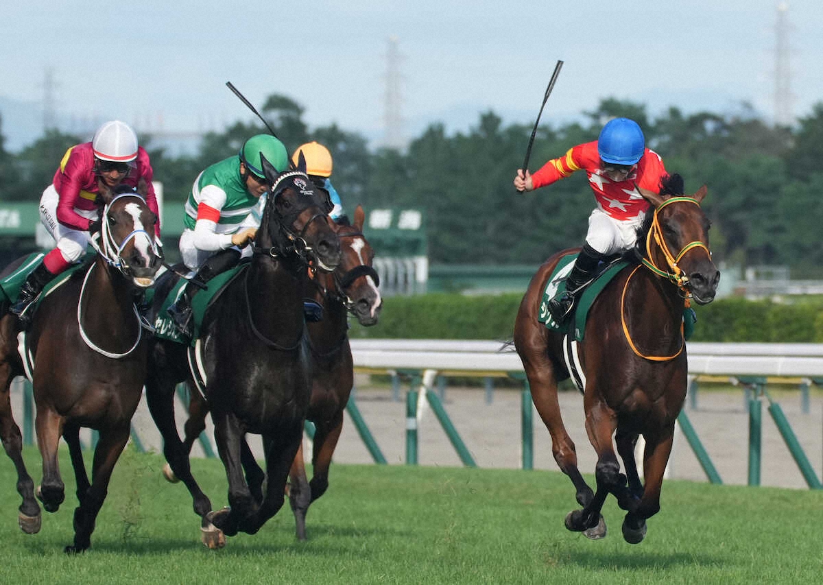 <新潟記念>接戦を制したシンリョクカ(右端)が初タイトルを獲得(撮影・郡司 修)