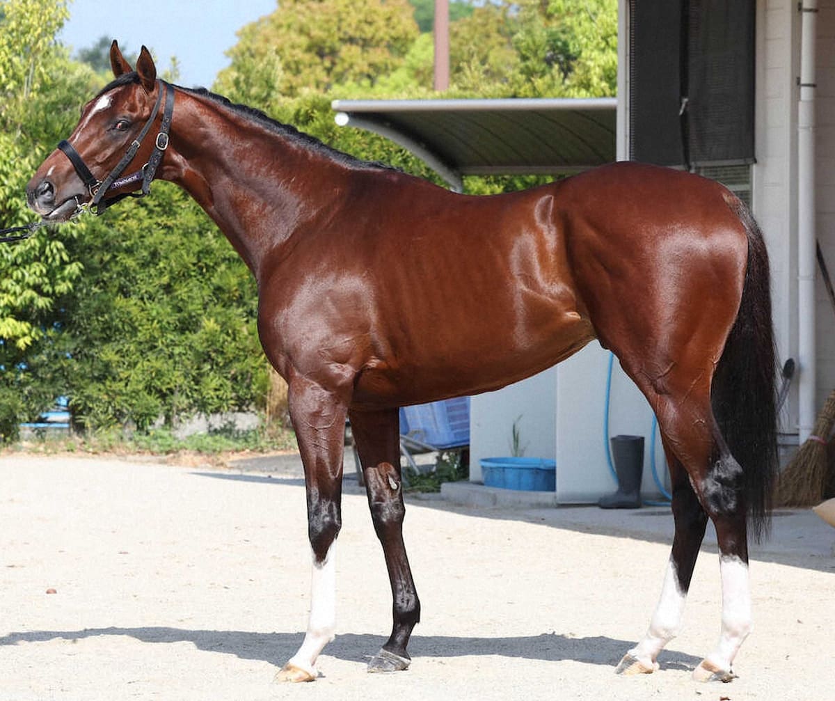 アドマイヤズーム95点 ここまで進化を遂げた馬は珍しい