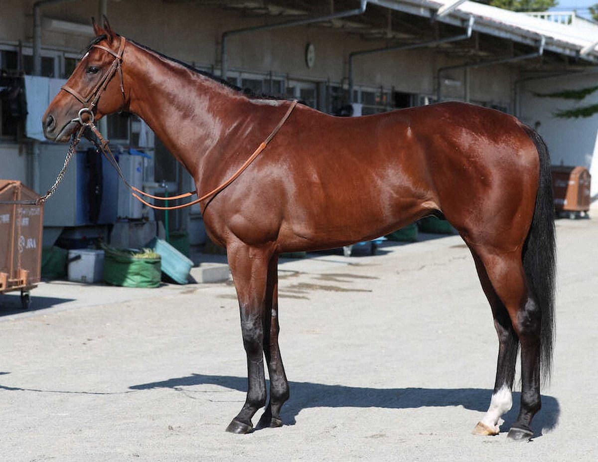 サトノカルナバル80点 あか抜けた奇麗な馬体